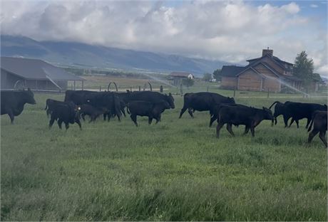 90 Black Steer Calves | 675 lbs | Corvallis, Montana