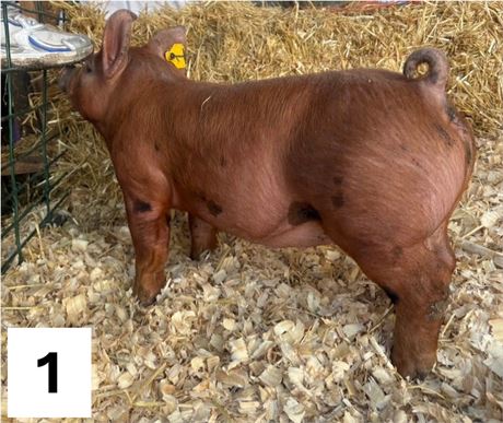 Lot 1 | Gilt | Duroc Cross