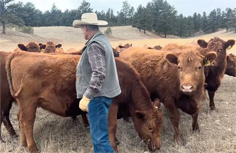 Red Angus Bred Heifers | Harlowton, Montana