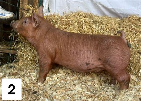 Lot 2 | Gilt | Duroc Cross