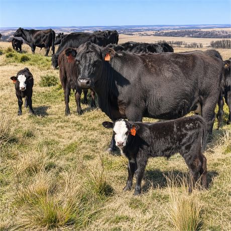 Black Angus & Baldy Steer Calves | Grassy Butte, North Dakota