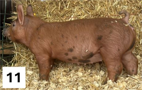 Lot 11 | Gilt | Duroc Cross
